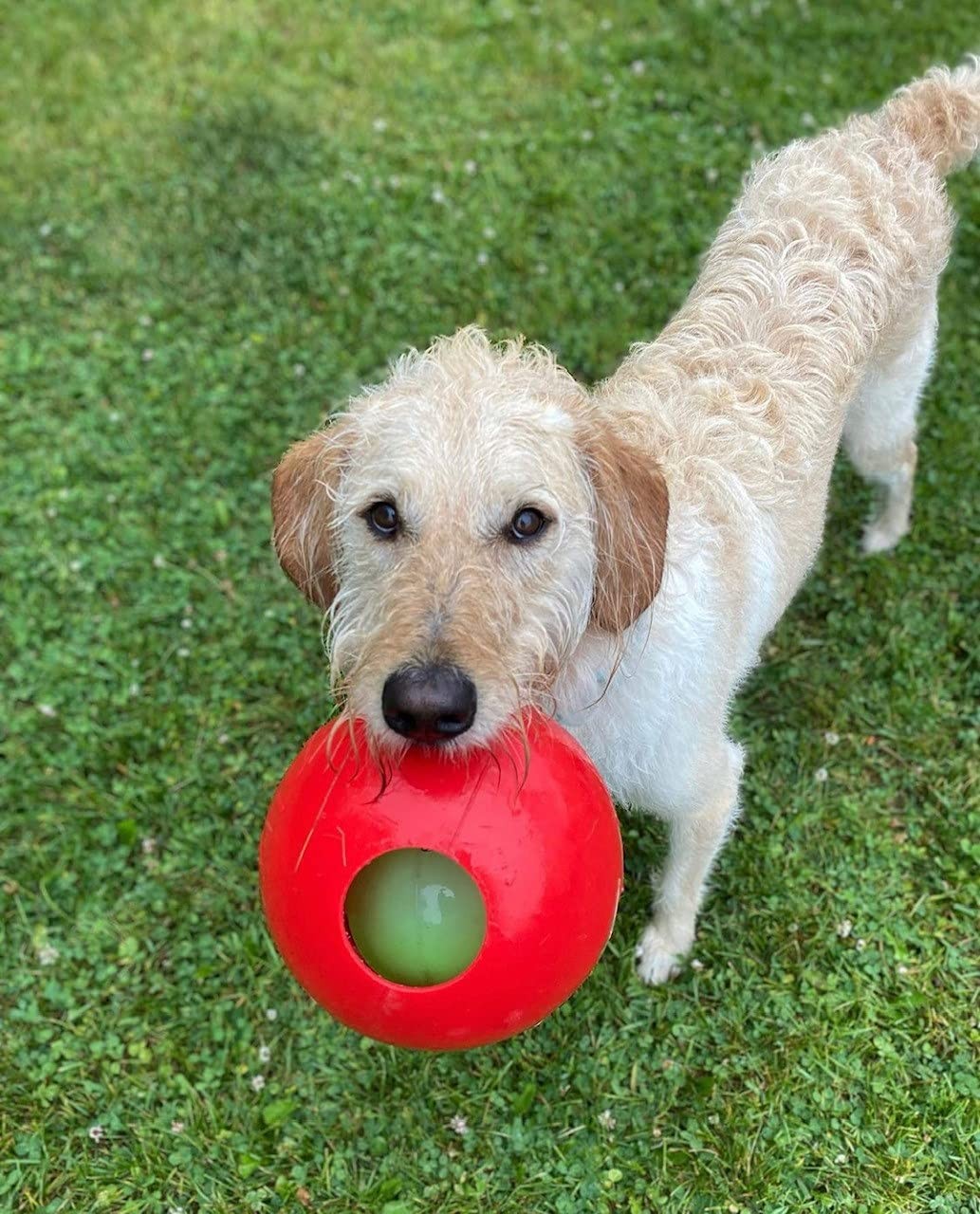 Jolly Pets 6 Inch Medium Teaser Ball Dog Toy for Fetch and Puzzle Fun