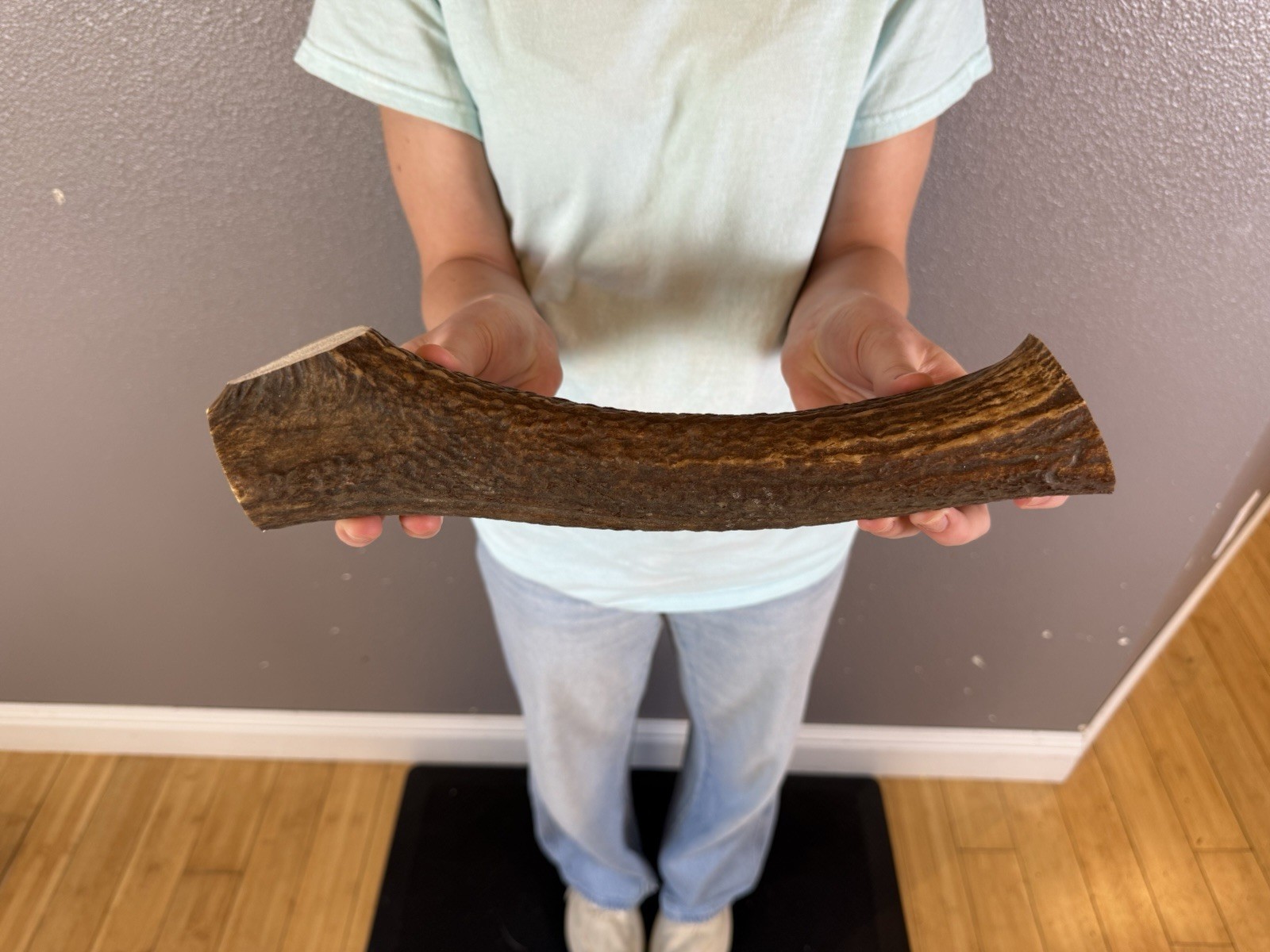 1 Huge JUMBO Whole Elk ANTLER Dog Chew SALE SELECT MASSIVE! COLOSSAL BIG 12”