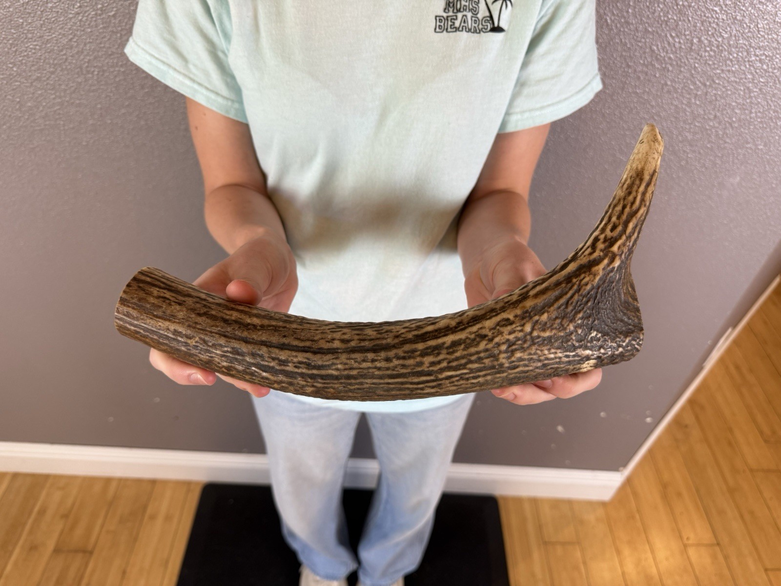 1 Huge JUMBO Whole Elk ANTLER Dog Chew SALE SELECT MASSIVE! COLOSSAL BIG 13”