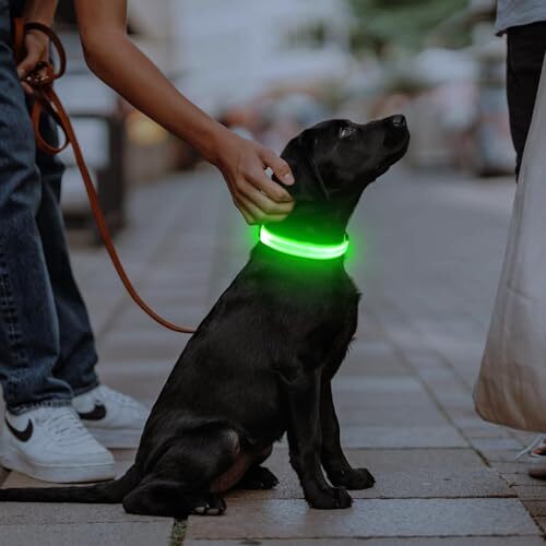 Illumifun LED Dog Collar, USB Rechargeable Light Up Assorted Sizes , Colors
