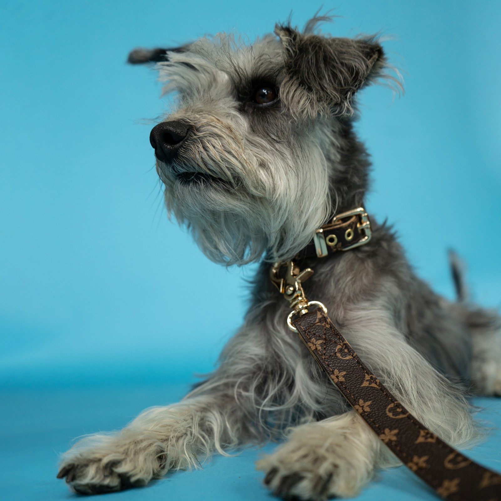 Luxury Leather Designer Dog Collar In XS, S, M, L, XL (Optional Leash Available)