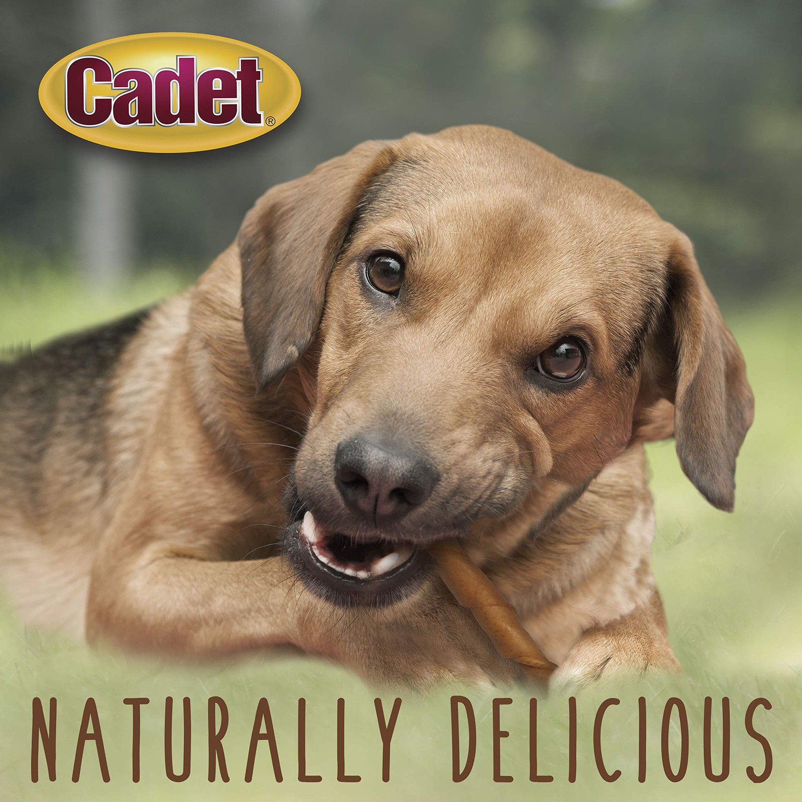 Cadet Gourmet Pork Hide Rolls 10 in. (5 count) 9 Ounce (Pack of 1)