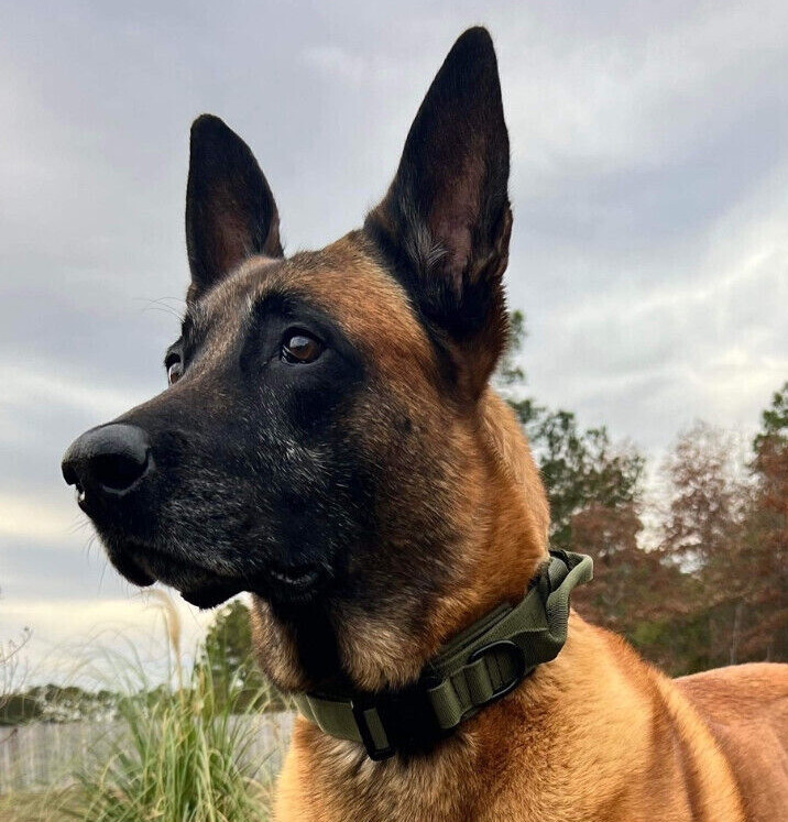 American Flag Tactical Dog Collar Service Canine Training K9 Metal American Flag