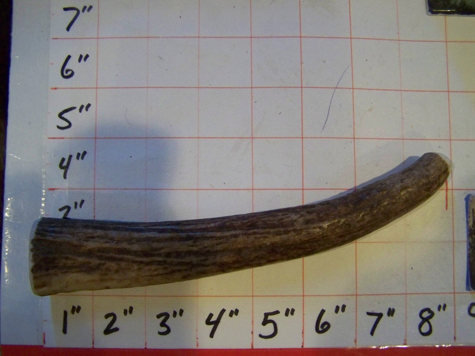 LARGE Elk Antler Dog Chew Medium Hard LABS RETRIEVERS CHOW HOUND GSD