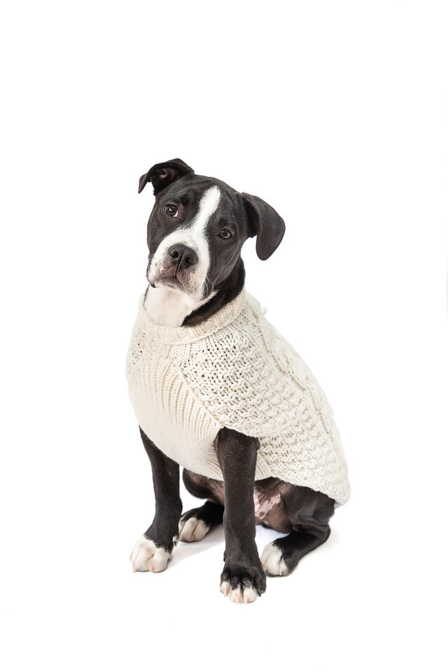 Natural Cable Knit Dog Sweater Chilly Dog Hand Knit Wool XXS-XXXL Puppy Pet NWT