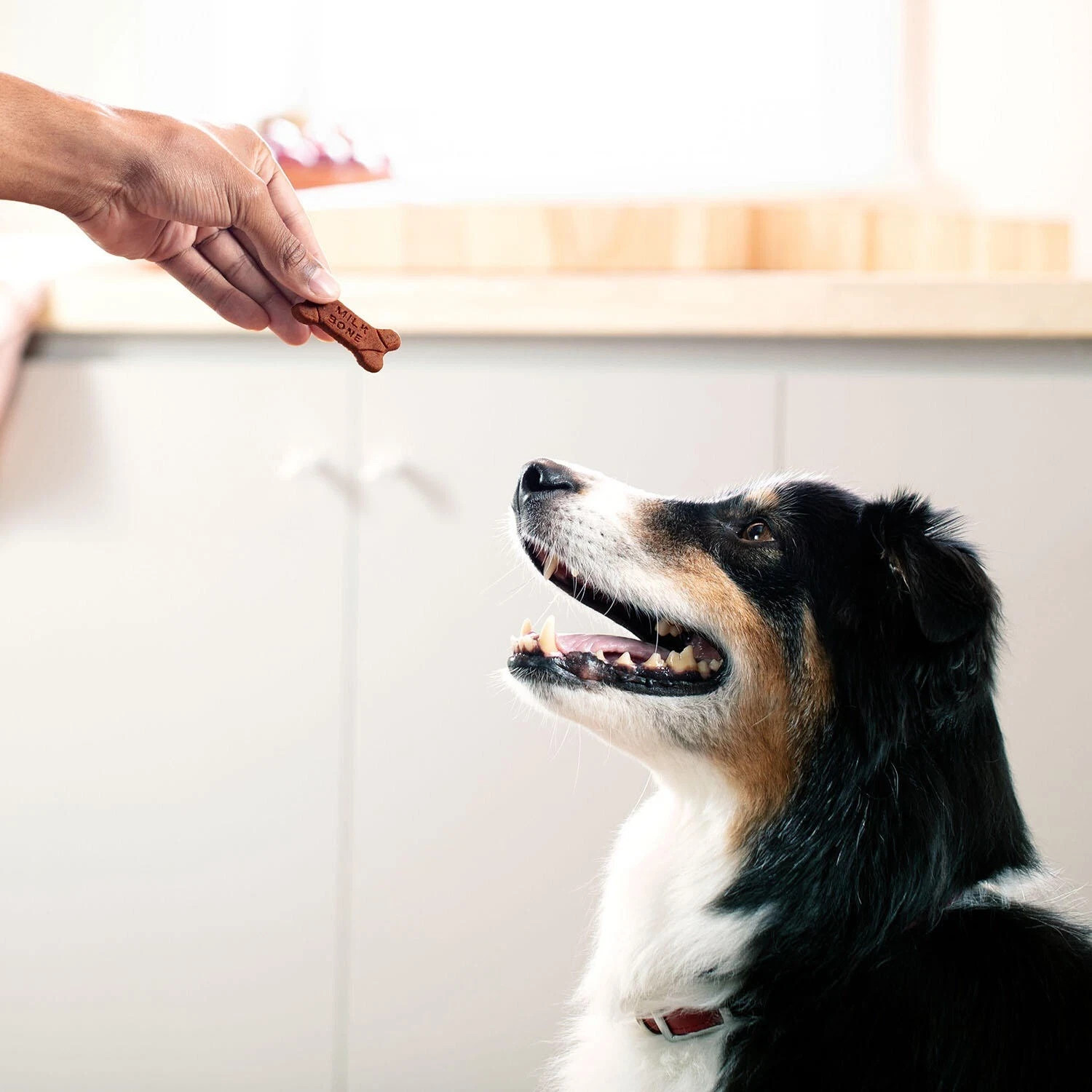 Milk-Bone Soft & Chewy Dog Treats, Beef & Filet Mignon 37 oz.
