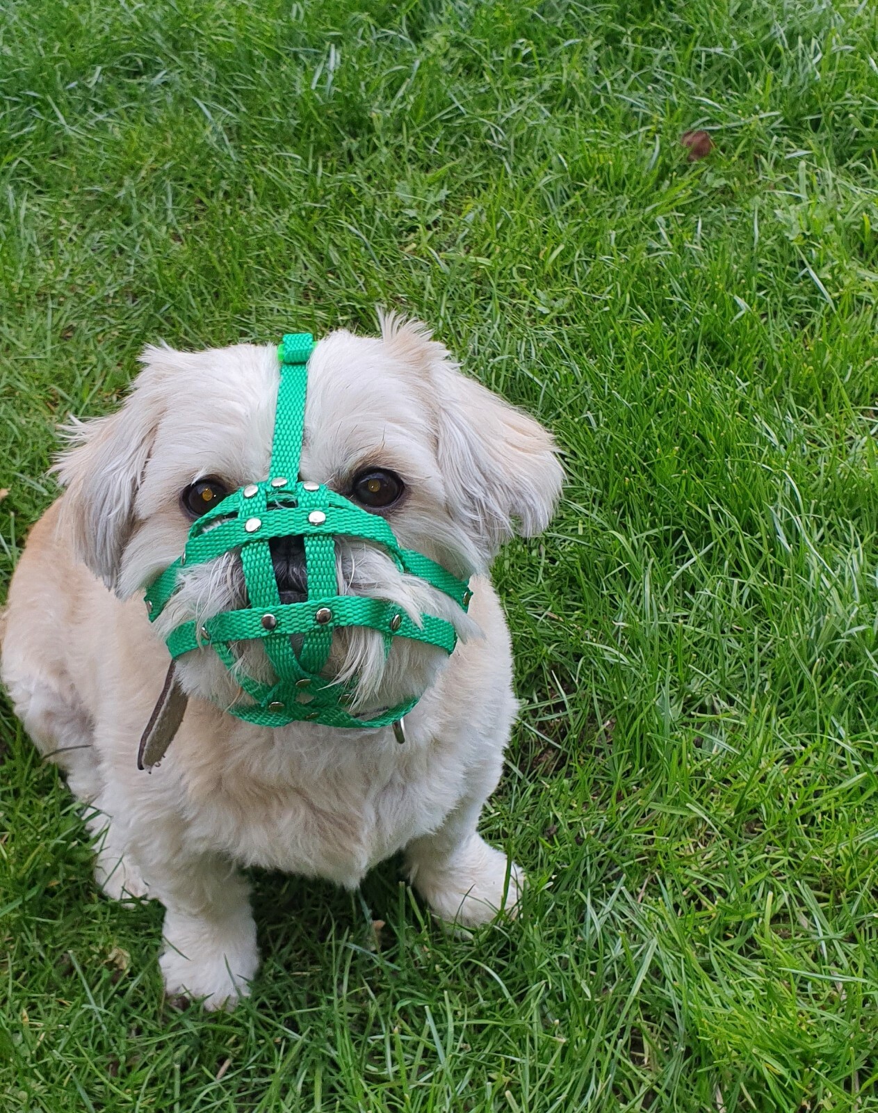 Dog Muzzle for Shih Tzu , Pug and other flat face faced short snout dog’s