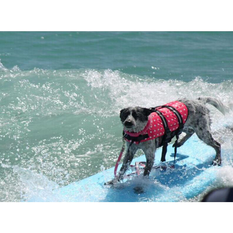 Pet Swimming Water Safety Vest Dog Life Jacket Swimsuit Lifesaver w/ PULL Handle