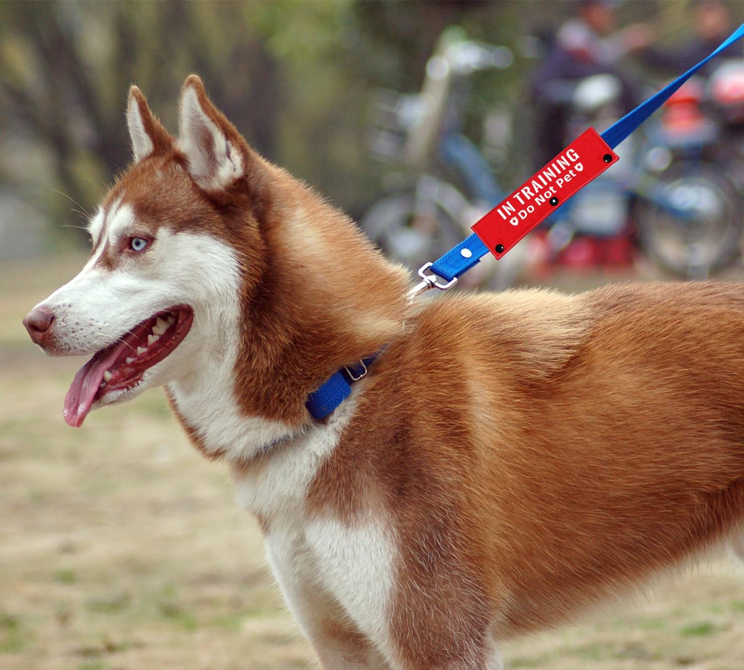 Advivio in Training Do Not Pet Funny Red Dog Leash Sleeve – 8.7 inches,