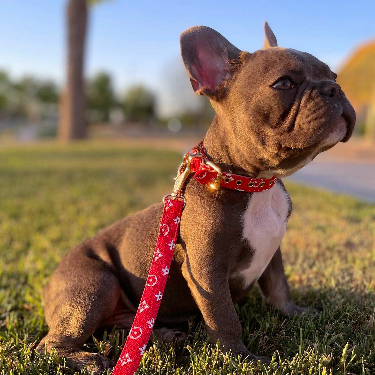 Red Collar + Leash kit -PU Leather Designer monogram Dog Collar Gold hardware