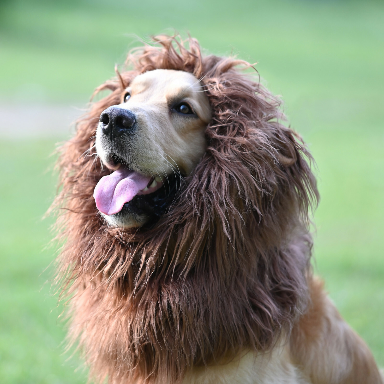 Lion Mane for Dogs, Funny Halloween Costume Apparel for Dogs, Snoods for Dogs