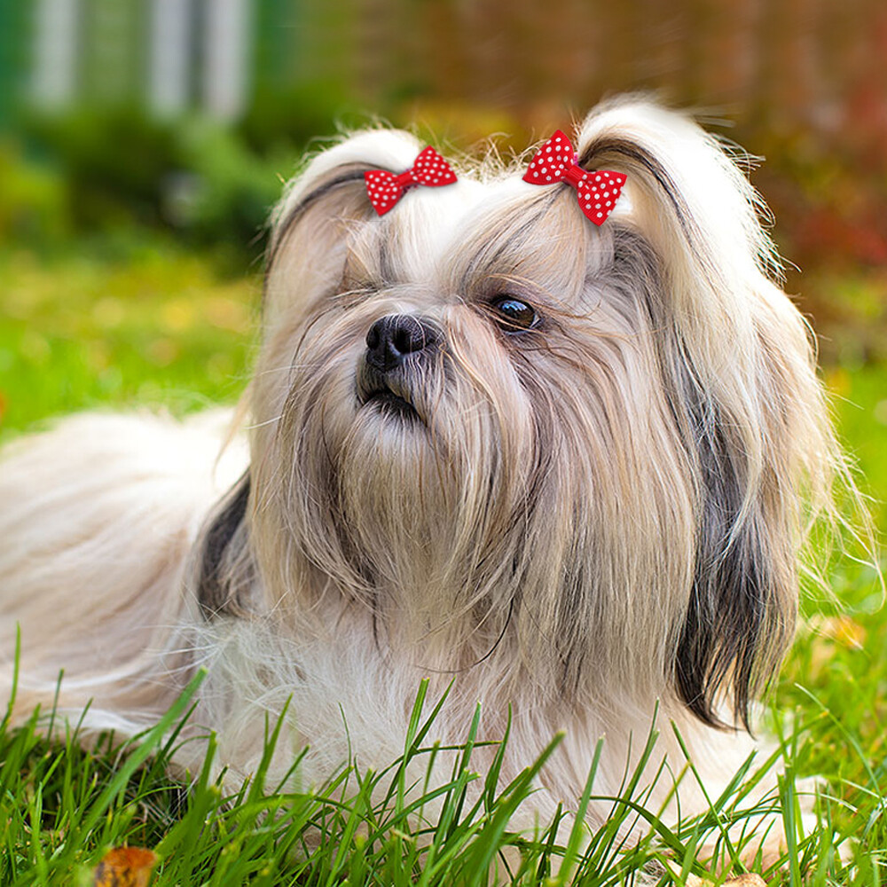 20pcs Dog Hair Bows Clips Grooming Accessories for Pet Puppy Cat Shih Tzu Yorkie