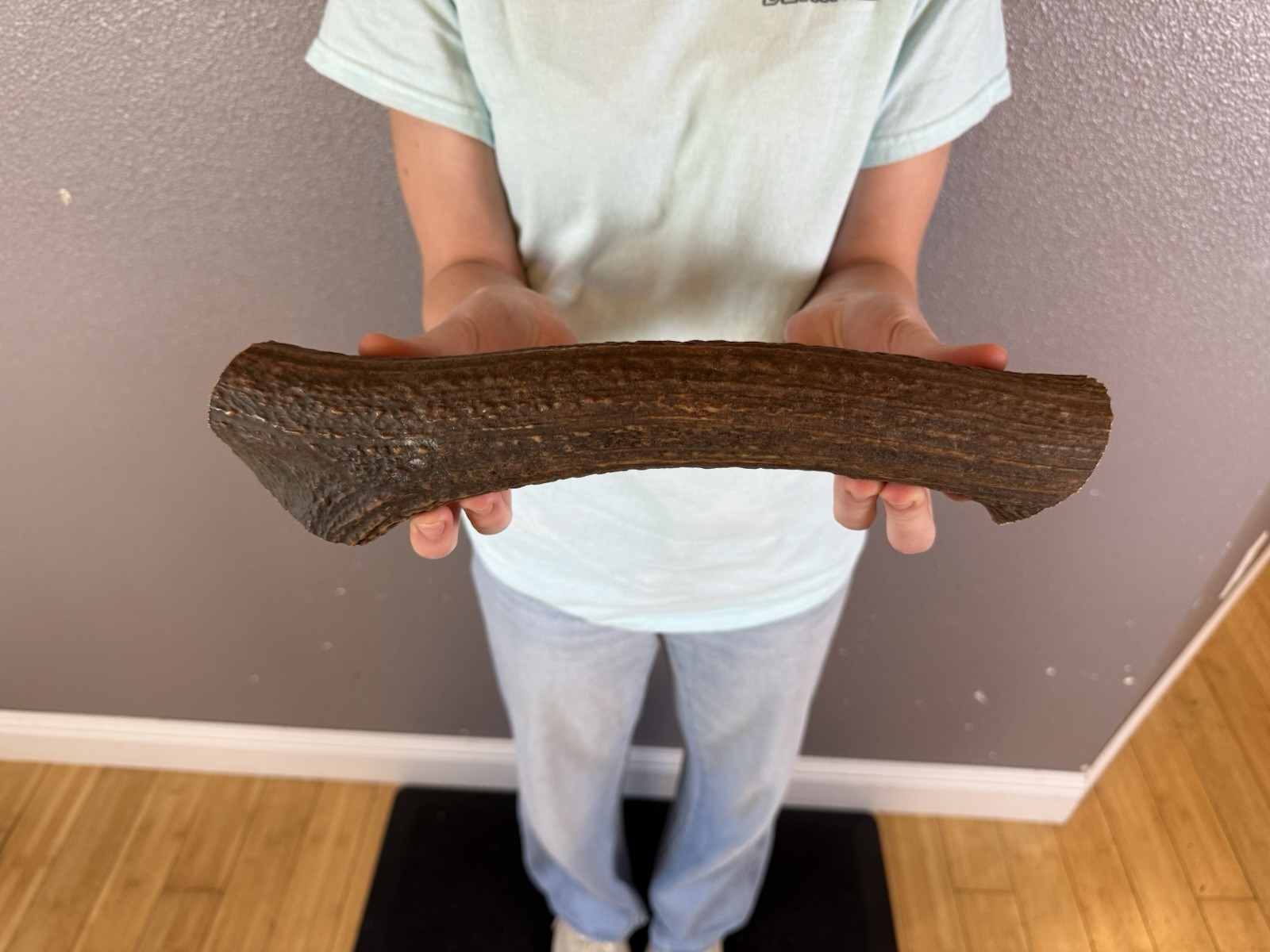1 Huge JUMBO Whole Elk ANTLER Dog Chew SALE SELECT MASSIVE! COLOSSAL BIG 12”