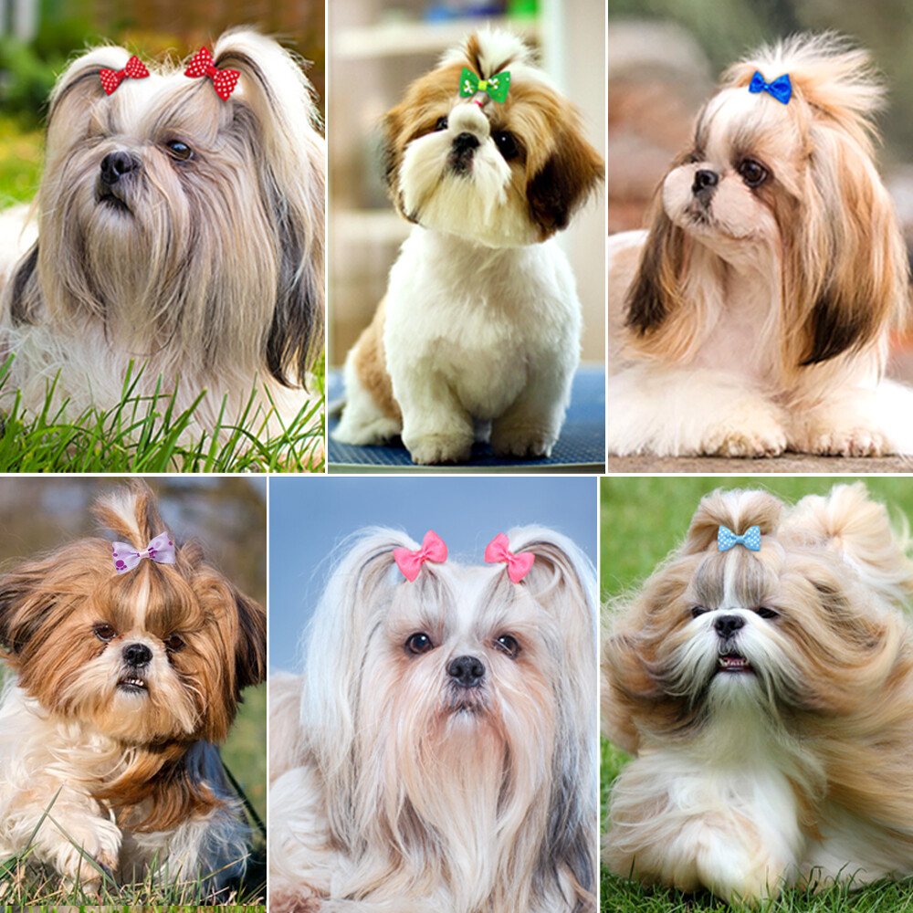 20pcs Dog Hair Bows Clips Grooming Accessories for Pet Puppy Cat Shih Tzu Yorkie