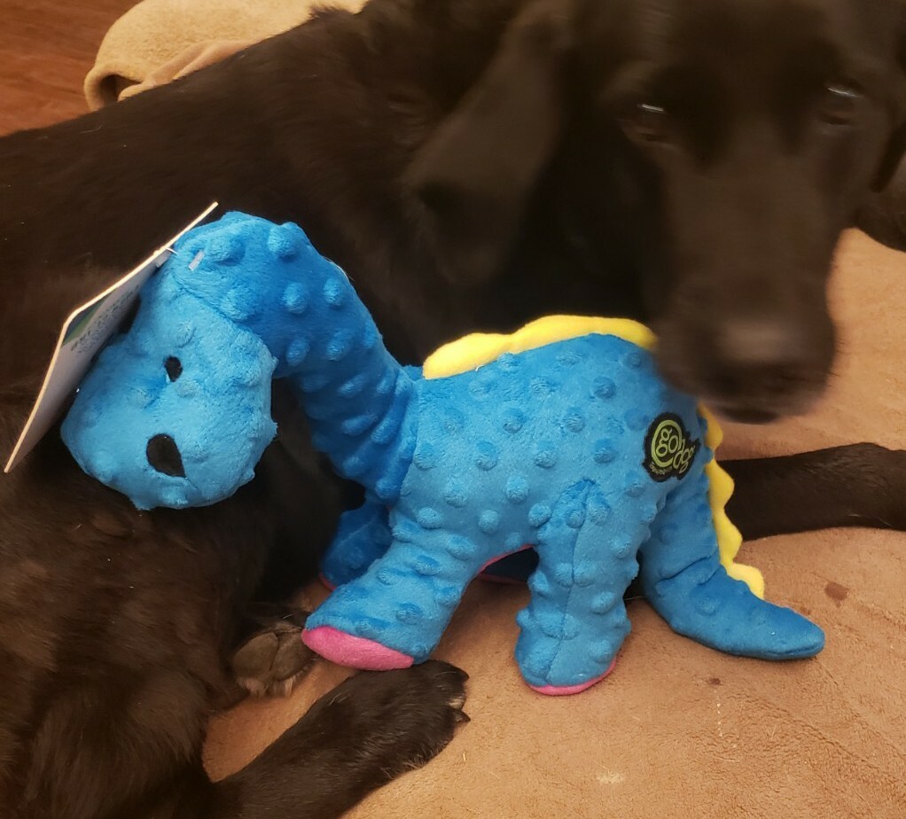 GoDog Dinos Bruto Blue with Chew Guard, Large