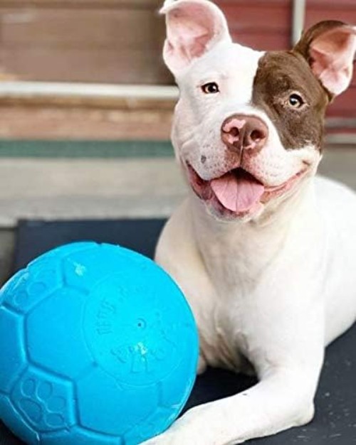 Jolly Pets Large Soccer Ball Dog Toy – 8″ Floating & Bouncing, Ocean Blue