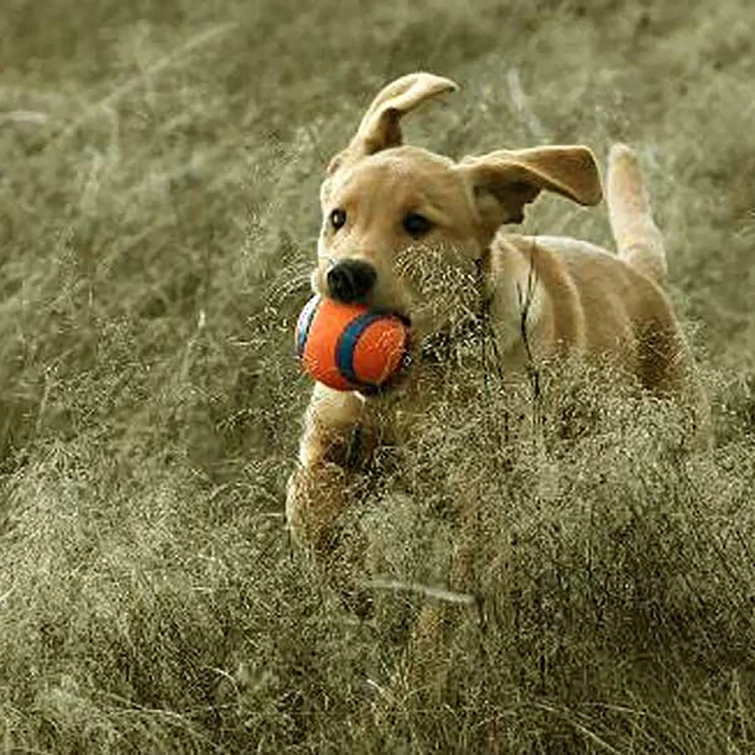 ChuckIt! Ultra Ball Dog Toy, Durable High Bounce Rubber Dog Ball, Medium 2 pack