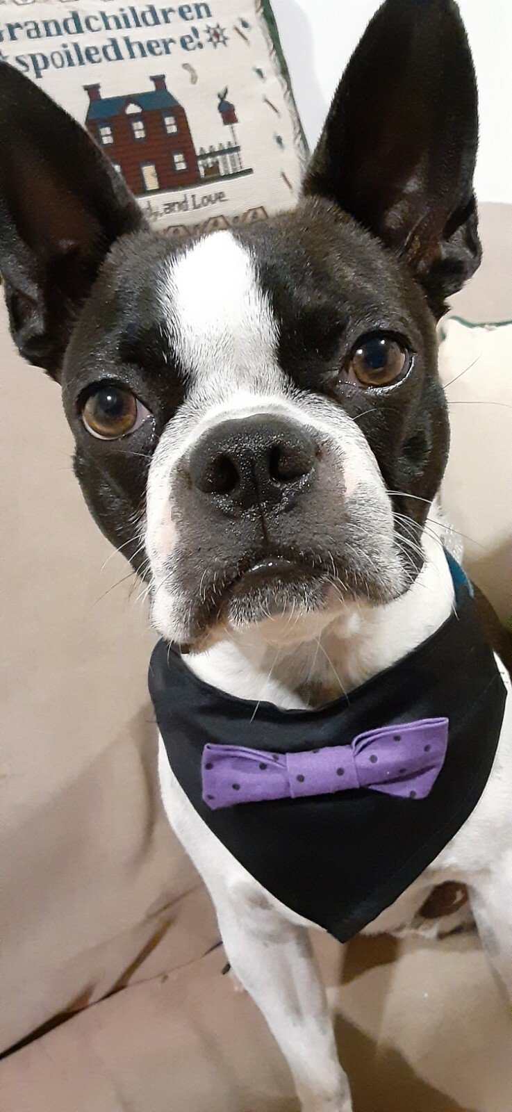 Dog Bandana/Scarf, Slide-on, Bow Tie, Halloween, Black, Purple, Small
