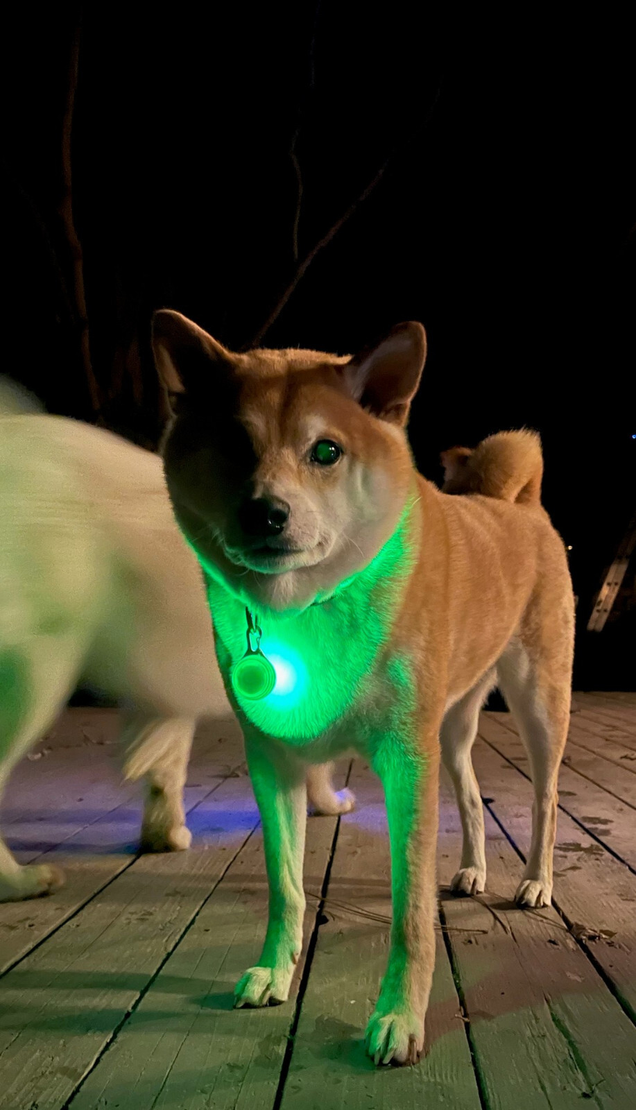 Rechargeable Lights LED Dog Collar Clip on Light USA Vet Owned