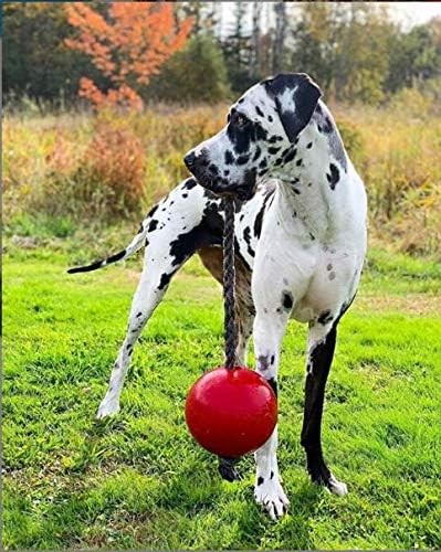 Jolly Pets Romp-n-Roll 8 inch Red Rubber Ball with Rope for Dogs