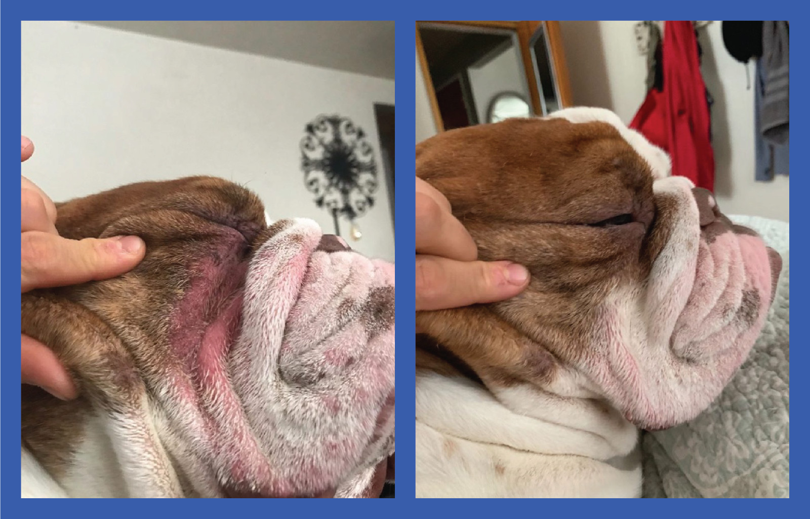 2 Pack of Squishface Wrinkle Paste for Dog Wrinkles, Tear Stains & Tail Pockets