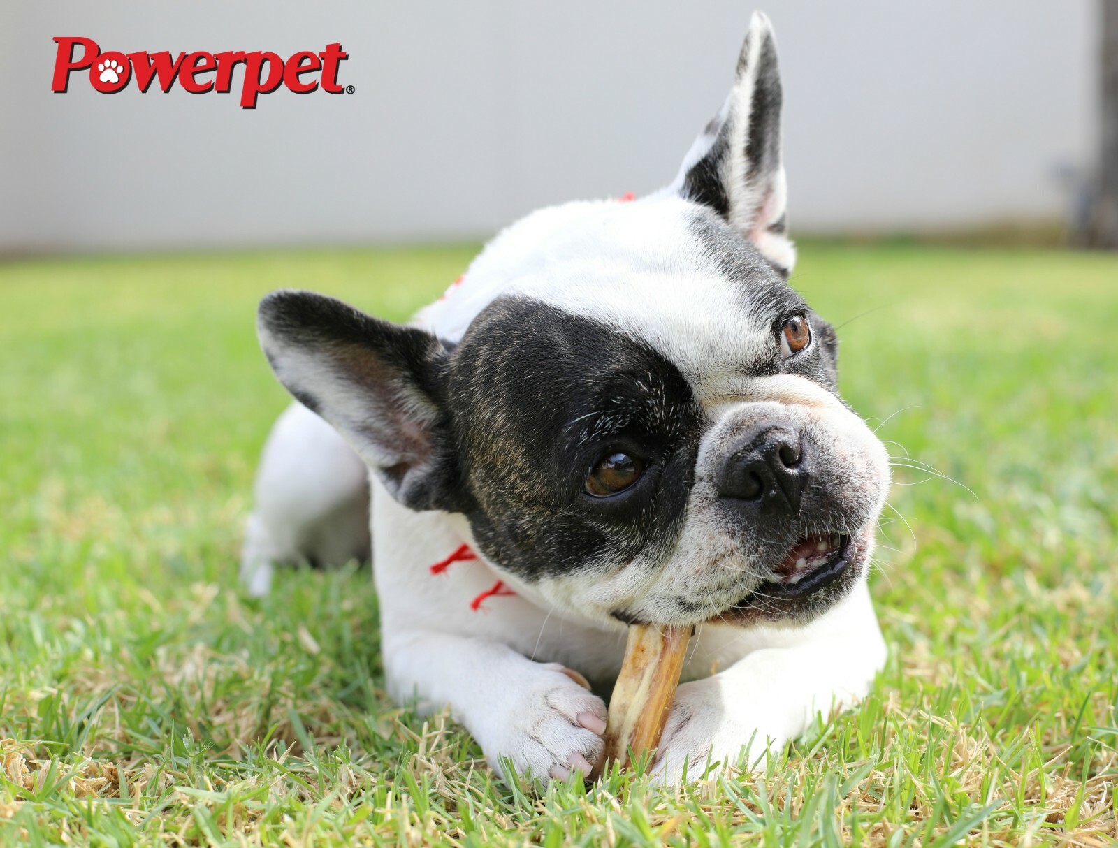 All Natural 4″ Bully Jumbo Thick Sticks FDA & USDA APPROVED