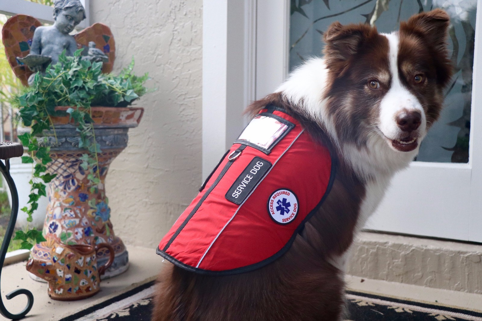 Service Dog Vest Emotional Support Animal Harness ESA Pocket ALL ACCESS CANINE™
