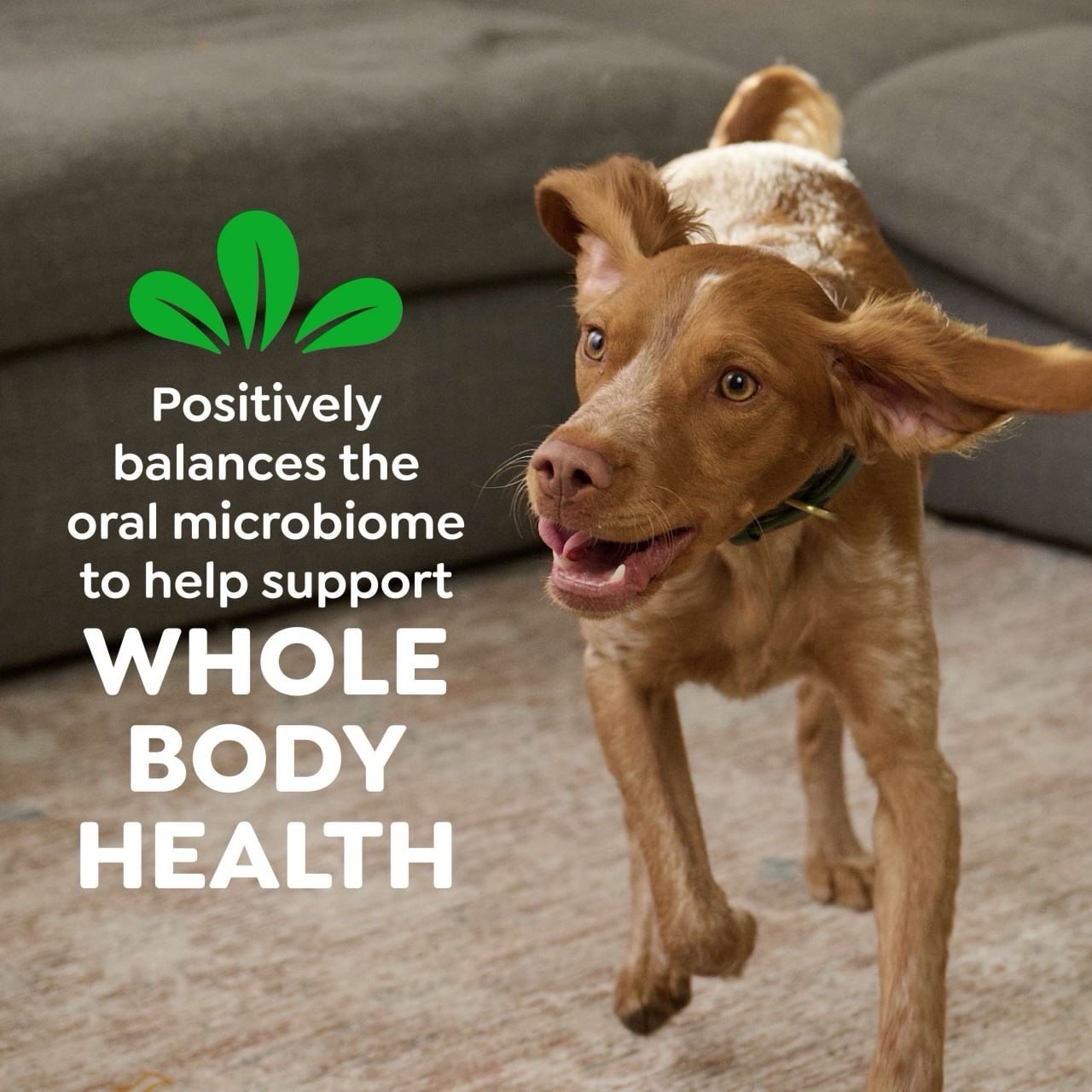 GREENIES Original LARGE Natural Dog Dental Care Chews ,36 oz. Pack (24 Treats)