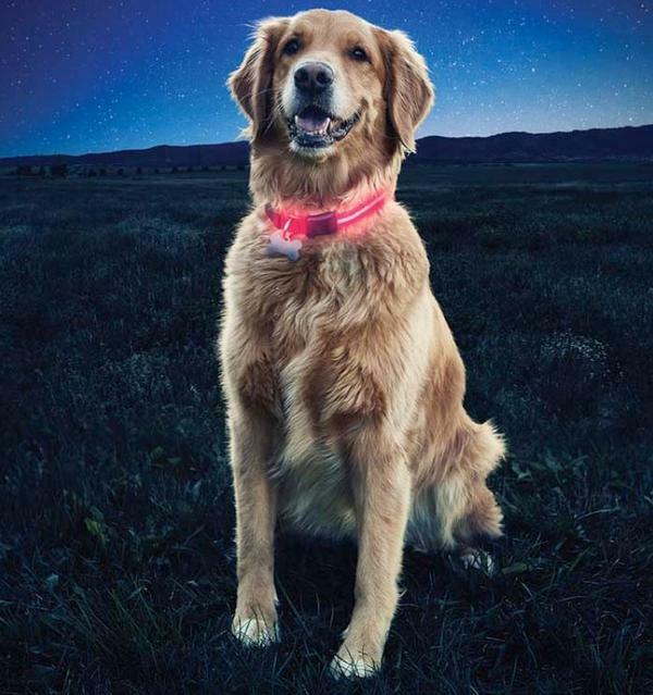 NiteDawg LED Dog Collar – Lighted Safety Blinking Walking Hunting Camping Night