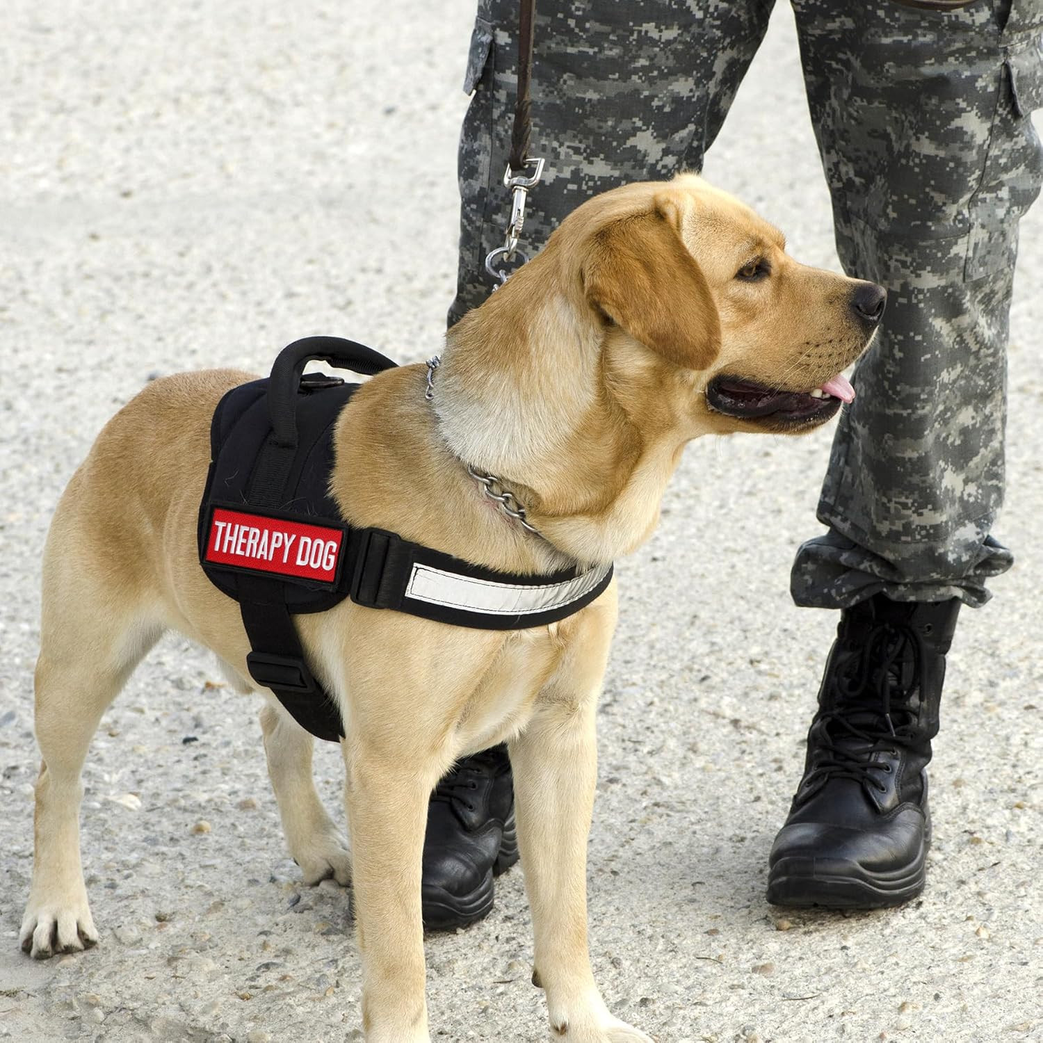 12 Pieces Removable Tactical Dog Harness Service Dog Vest Patches Do Not Pet in