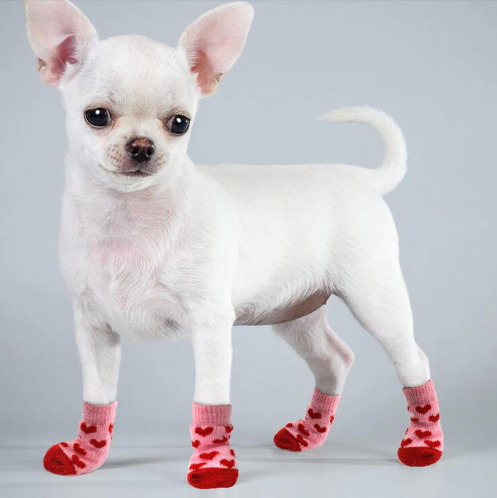 Dog Puppy Anti-slip Socks For Tiny & Small Breeds 40 Designs S M L XL