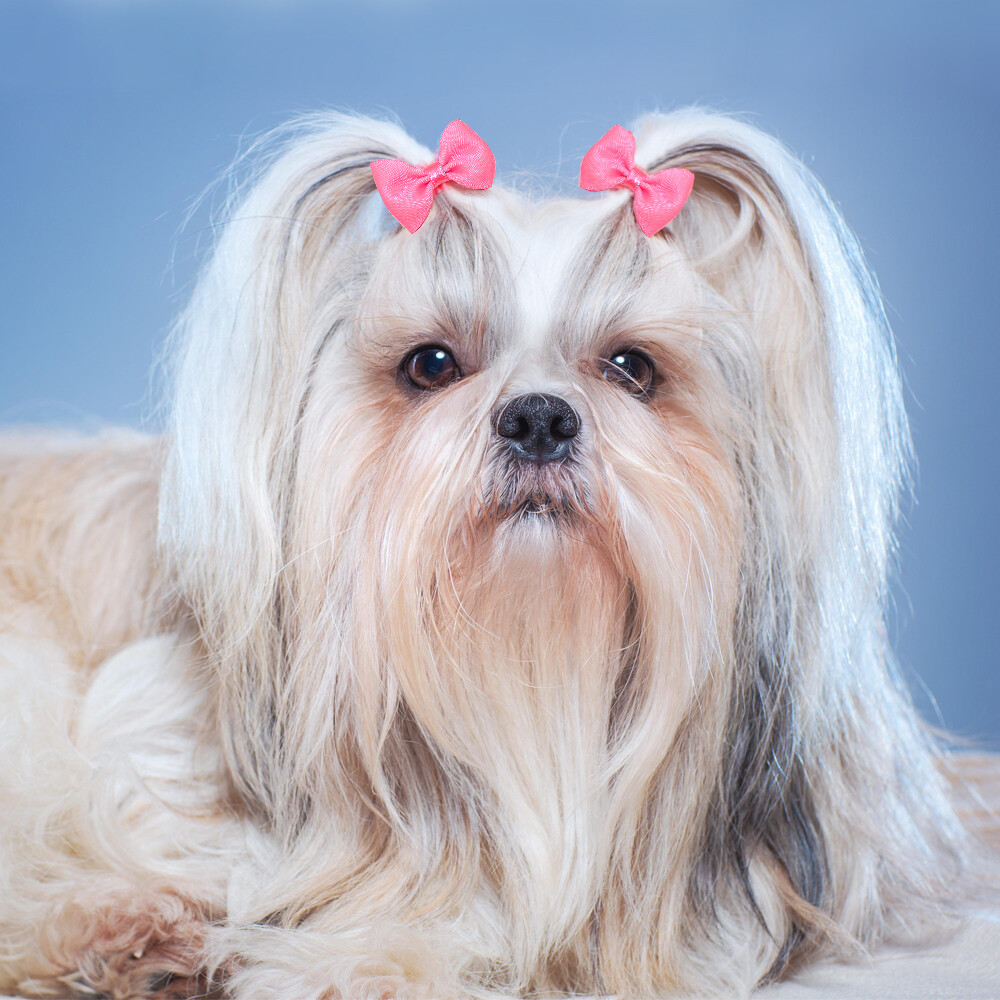 20pcs Dog Hair Bows Clips Grooming Accessories for Pet Puppy Cat Shih Tzu Yorkie