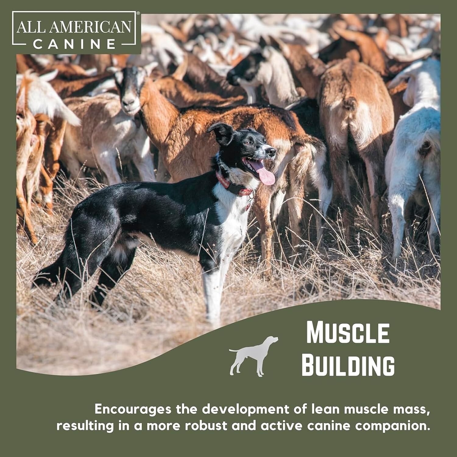Dog Weight Gainer – Dog Protein Powder – High Calorie Dog Food Supplement