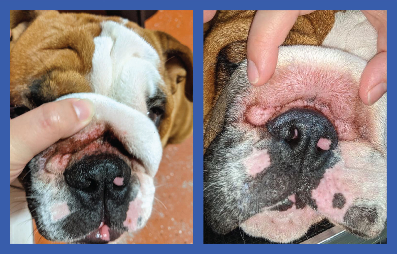 2 Pack of Squishface Wrinkle Paste for Dog Wrinkles, Tear Stains & Tail Pockets