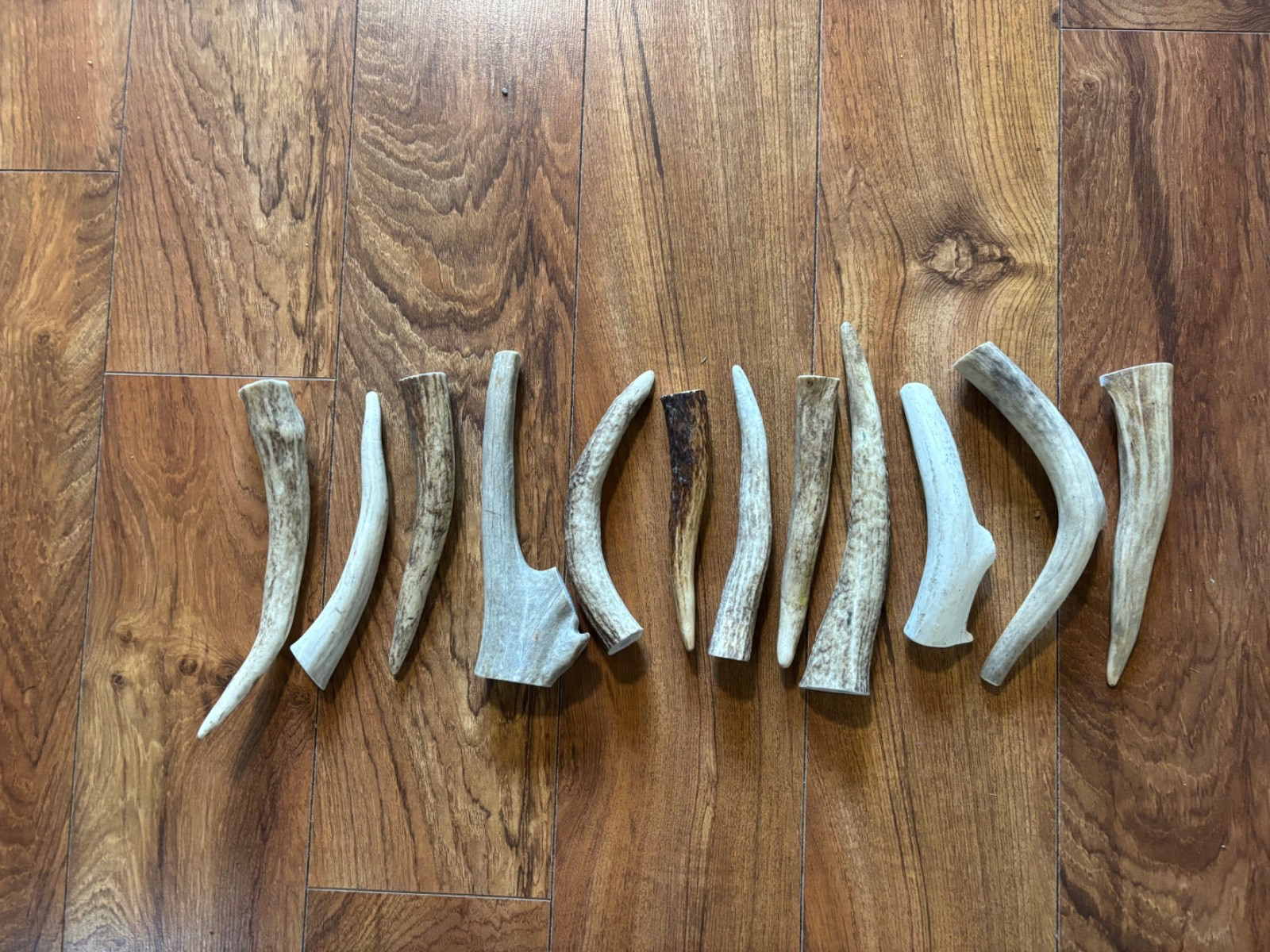 2 pounds of Antler dog chews, High Quality, medium size, Free Shipping!