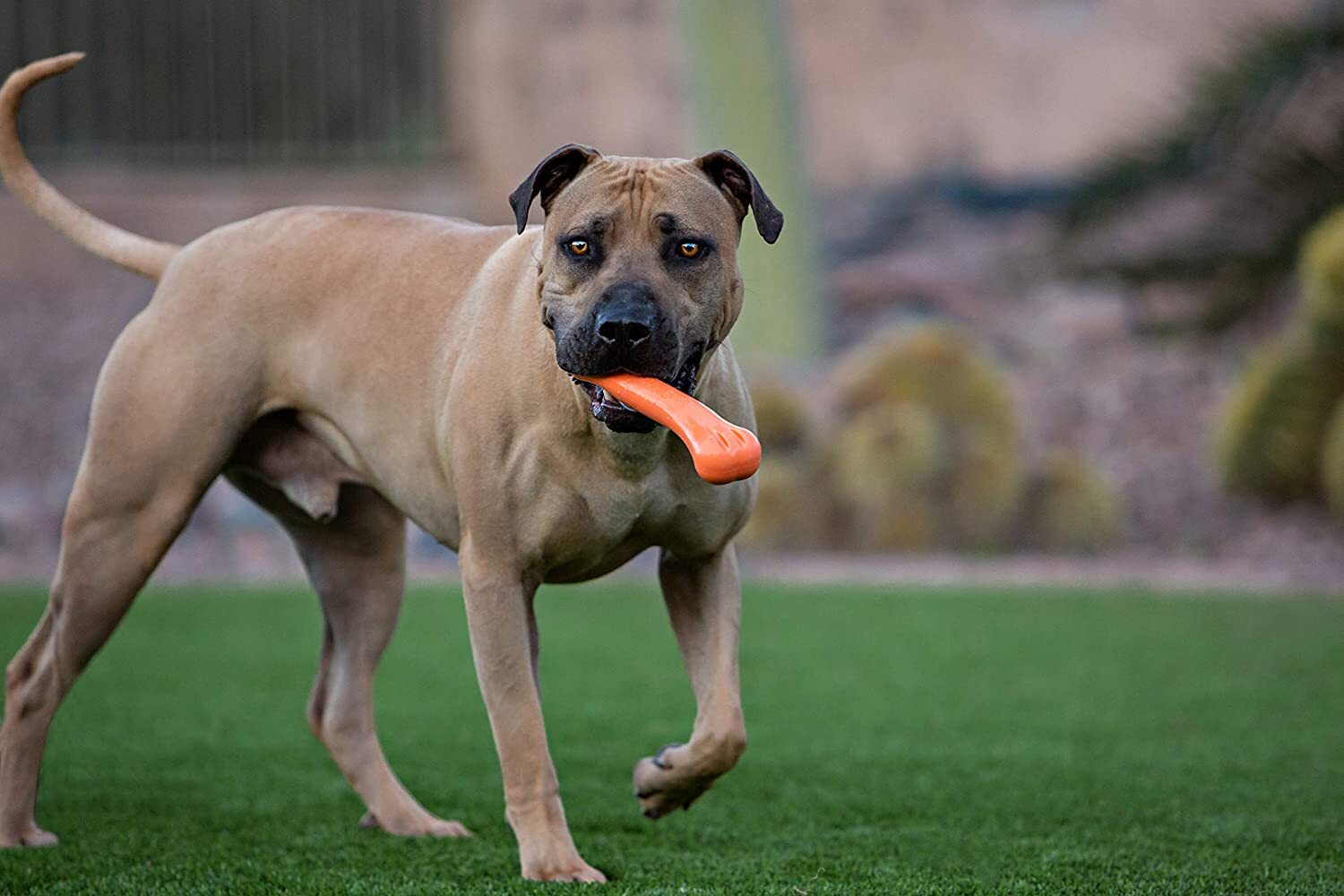 Jolly Pets 9-inch, Jolly Bone, Orange, Large