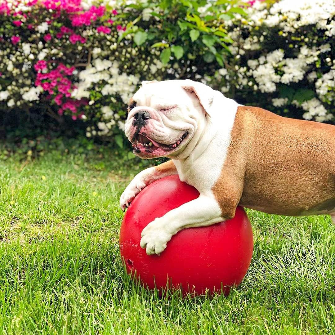 Jolly Pets Push-N-Play Ball Red 10 inch Hard Plastic Chew Toy for Dogs