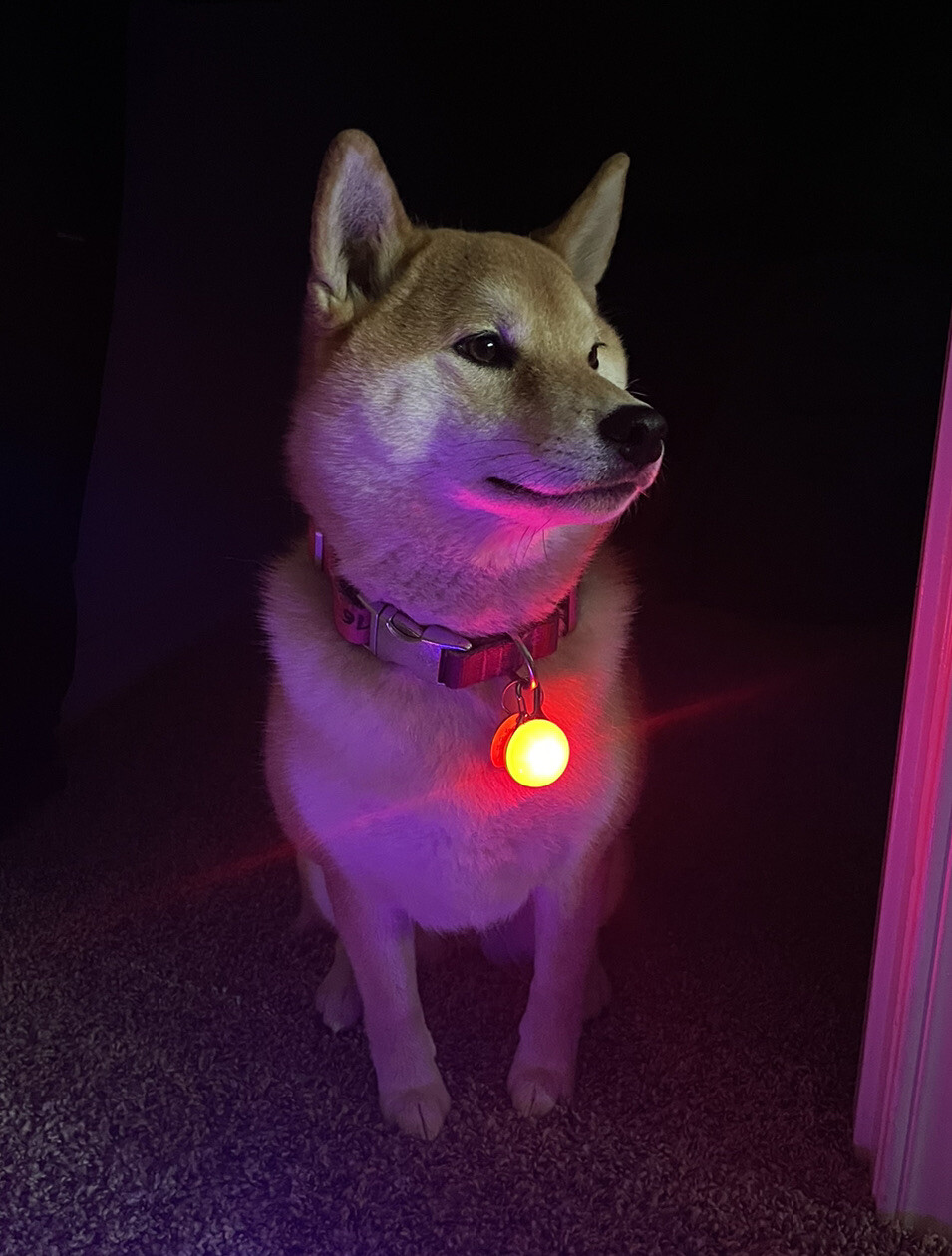 Rechargeable Lights LED Dog Collar Clip on Light USA Vet Owned