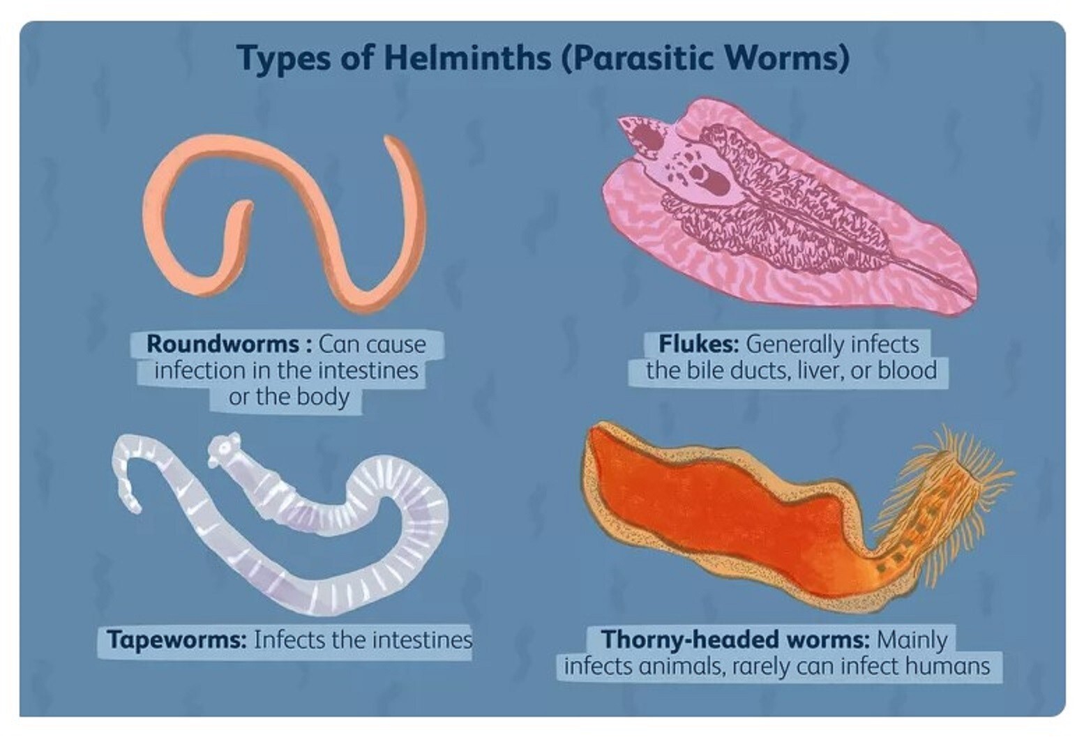 GET RID OF Natural Dewormer for Man & Women flush worms parasites eggs