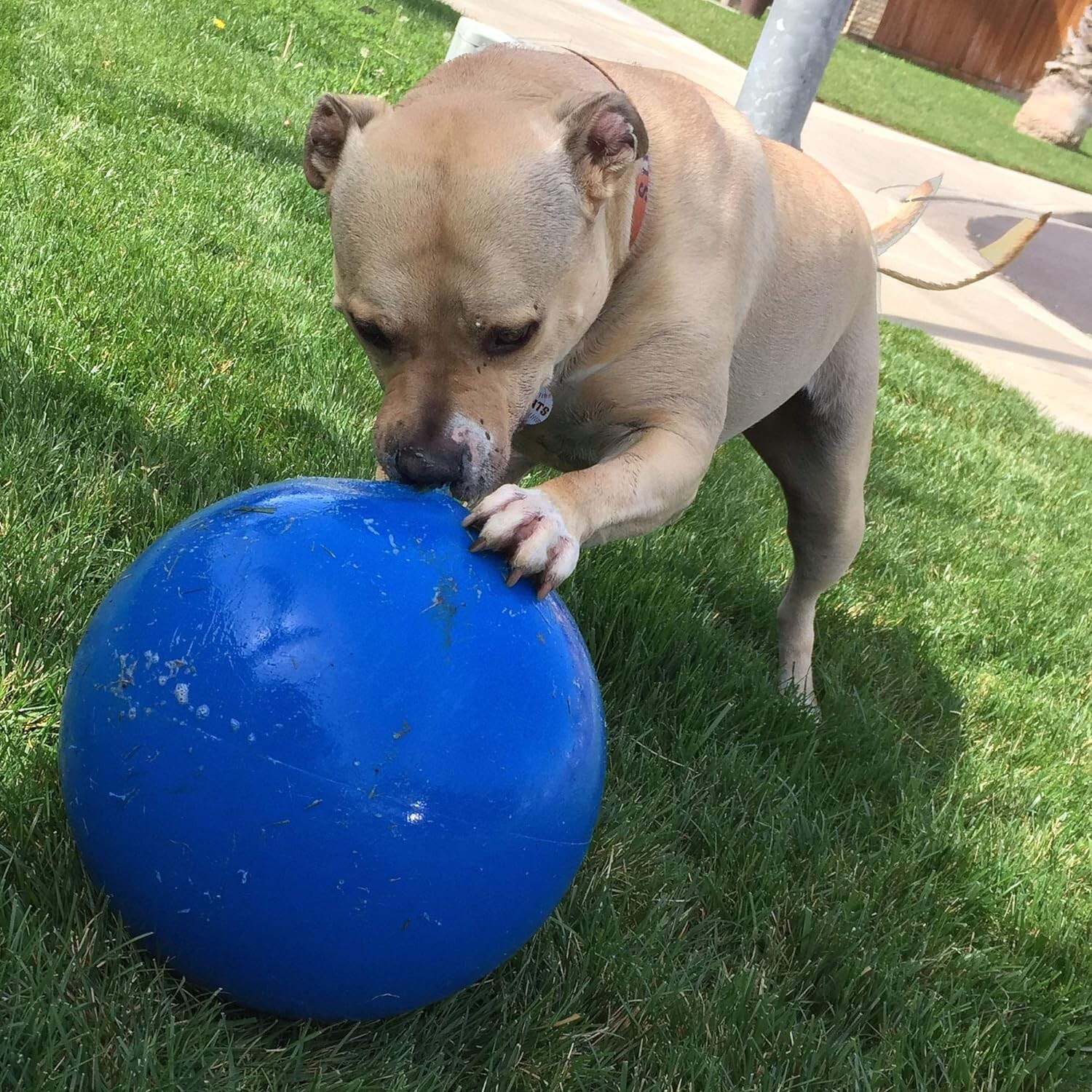 Durable USA-Made Dog Ball – Virtually Indestructible 10-Inch Outdoor Toy