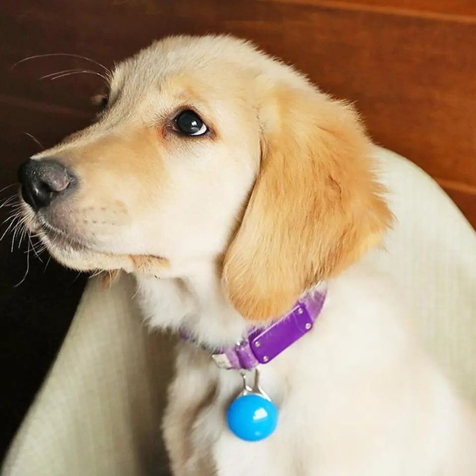 1pcs Pet Collar Pendant LED dog collar Night light pendant security luminous