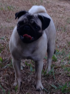 lola capa