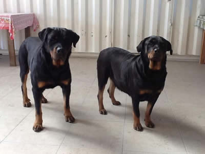 yago e brisa2